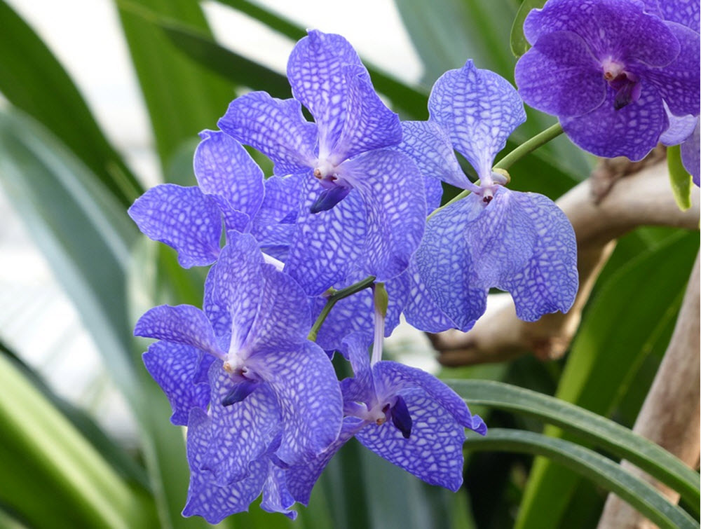 vanda orkide